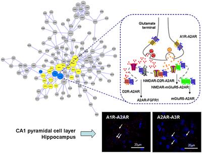 Understanding the Role of Adenosine A2AR Heteroreceptor Complexes in Neurodegeneration and Neuroinflammation